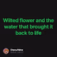 Wilted flower and the water that brought it back to life