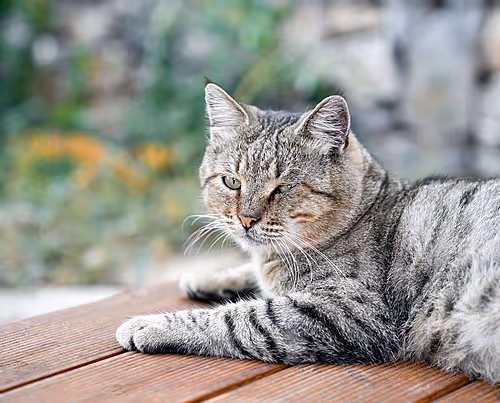 A cat lounging in the sun