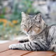 A cat lounging in the sun
