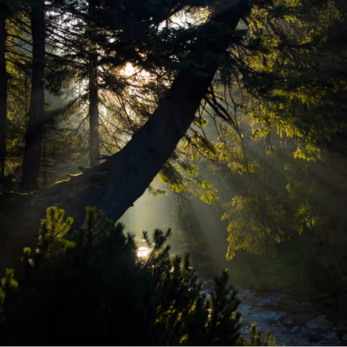 Forest GRE
