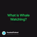 What is Whale Watching