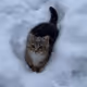 cat in the snow