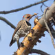 flicker
