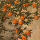 picture of blooming tangerines
