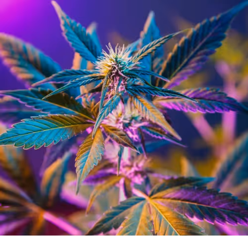 Cannabis