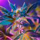 Cannabis