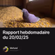 Rapport hebdomadaire du 20/02/25