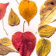 falling leaves