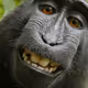 Ape