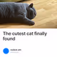 The cutest cat finally found