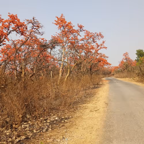 Palash Flower