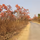 Palash Flower