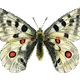 Butterfly_Collection_