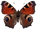Butterfly_Collection_
