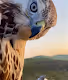 Extraordinary Amazing Collections