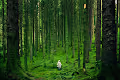 Lone Messenger In The Forest