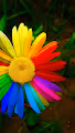 Lillie's of Flowsy