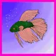 Fancy Bettas Beta