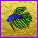 Fancy Bettas Beta