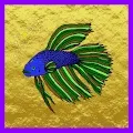 Fancy Bettas Beta