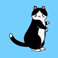 KIRU THE CAT