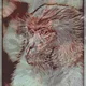 Art-AnMaLS