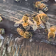 Bees