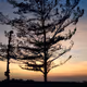 nature12
