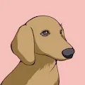 Funny-Doxies