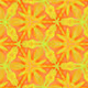 NAOPIFRACTUS