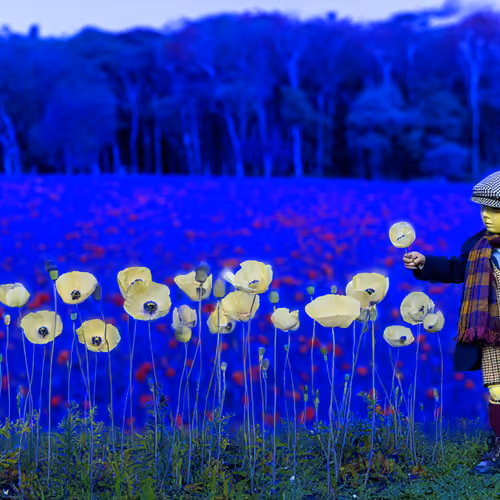 In the poppy field 3