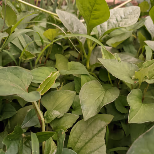 my garden
