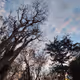 nature14