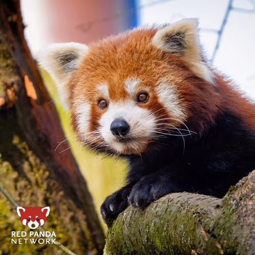 Red Panda