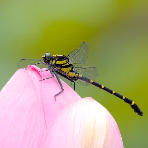 Fly
