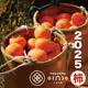 NaraGastronomyNFT