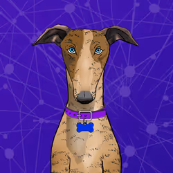 Unnamed Whippet