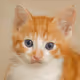 Poly Cats V2