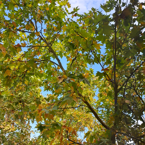 dankshard.lens-Collect-612