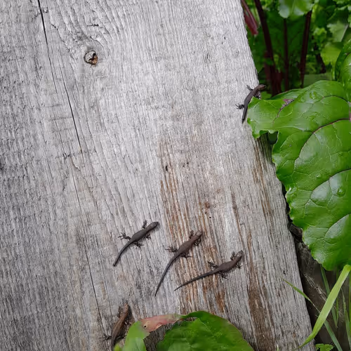 tutsy.lens-Collect-111