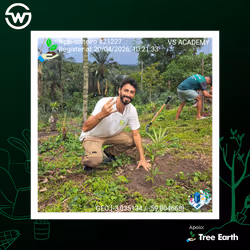 Açaí-solteiro[Euterpe precatoria Mart.] - Plant Certificate #21227