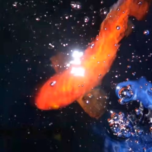 Koi 2022