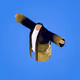 Crane Happi Coat