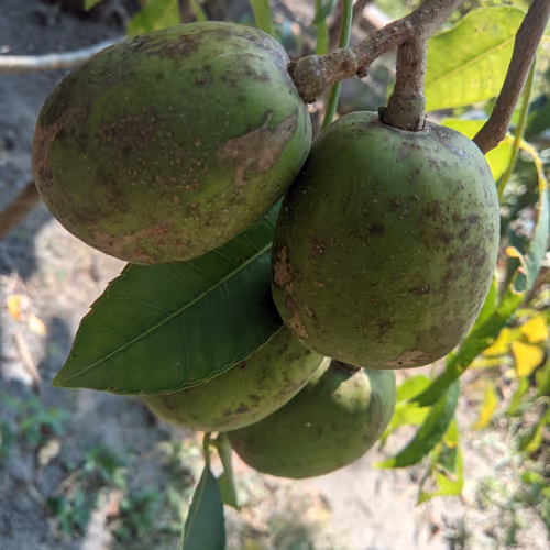 Polygogon Photography