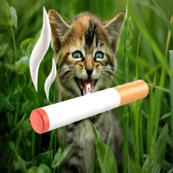 231