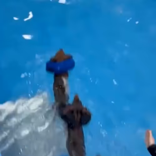 X2Twitter.com_pxQ0amABJrdjg3oE_1280p.mp4