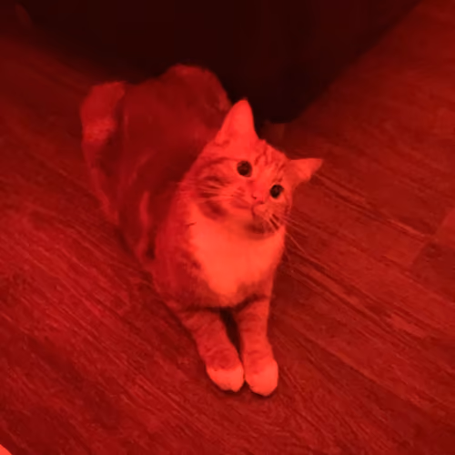 we need more cat videos on Lens 🐱

answer with your fav or most recent cat video, I’ll start!

-this cat started to visit often and is becoming my late night shipping companion