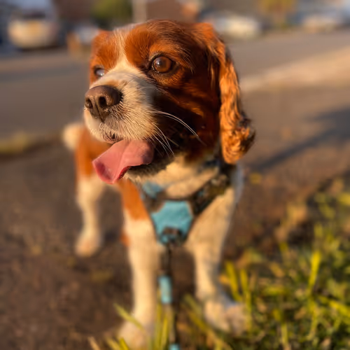 zospours.lens-Collect-3723