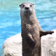 otter