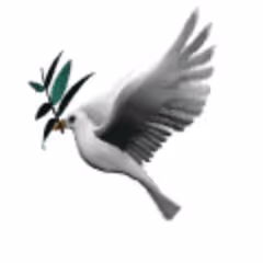 zhangfatian.lens-Collect-10